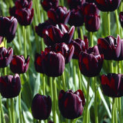 Tulipe tardive 'Queen of the Night'
